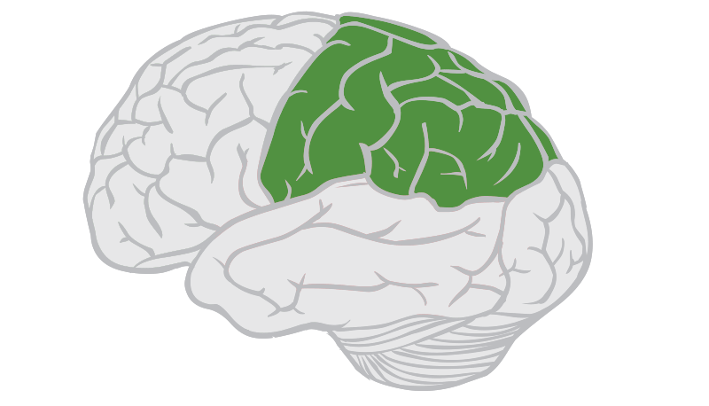 Parietal Lobe Function Location And Structure 5926